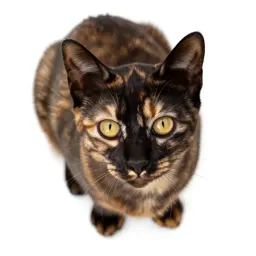 Tortoiseshell