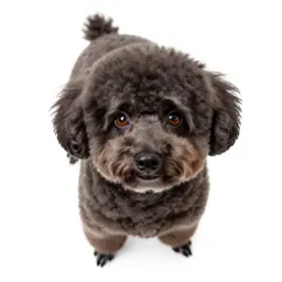 Toy poodle