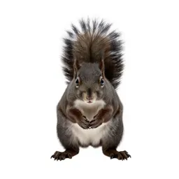 Tree squirrel