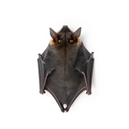 Vespertilian bat