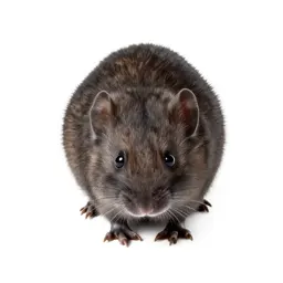 Vole