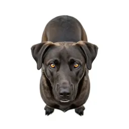 Watchdog