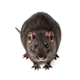 Water rat