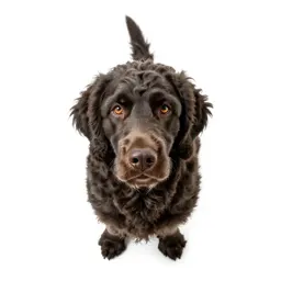 Water spaniel
