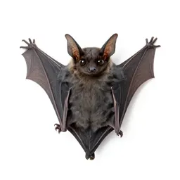 Western big-eared bat