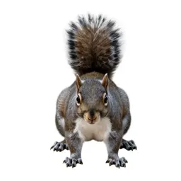 Western grey squirrel