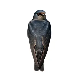 Western pipistrel