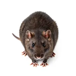 Wharf rat