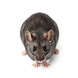 White-footed mouse
