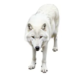 White wolf