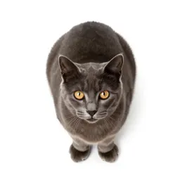Wildcat