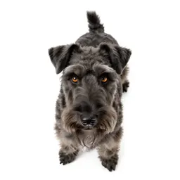 Wire-haired fox terrier