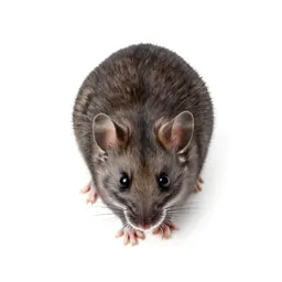 Wood mouse