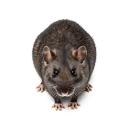 Wood rat
