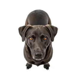 Working dog