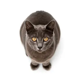 Alley cat