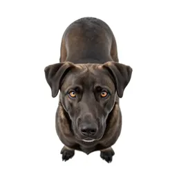 Attack dog