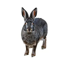 Eastern cottontail