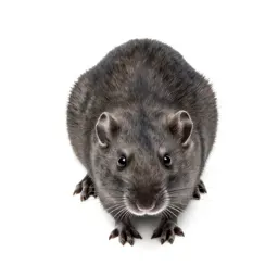 Eastern woodrat