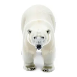 Ice bear
