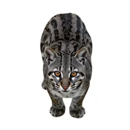 Ocelot
