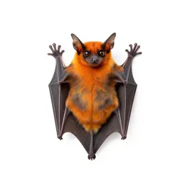 Orange bat