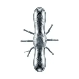Clostridium perfringens