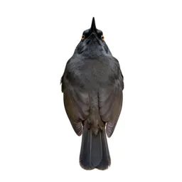 Babbler