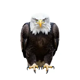 Bald eagle
