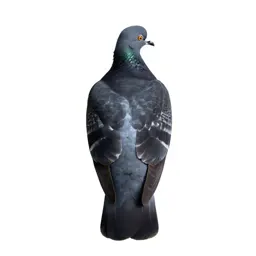 Band-tailed pigeon