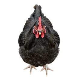 Bantam