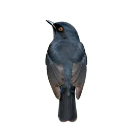 Barbet