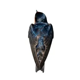 Barn swallow