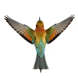 Bee eater