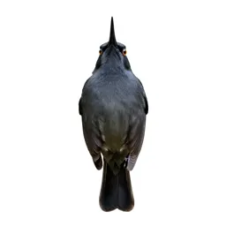 Bellbird