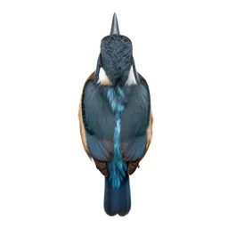 Belted kingfisher