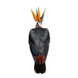 Bird of paradise