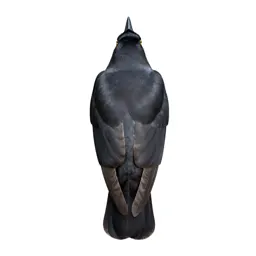 Bird of passage