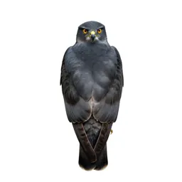 Bird of prey