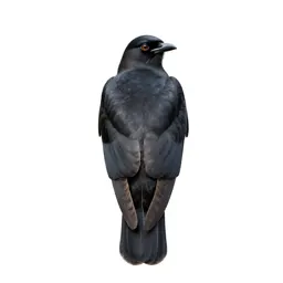 Black-billed cuckoo