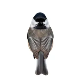 Black-capped chickadee