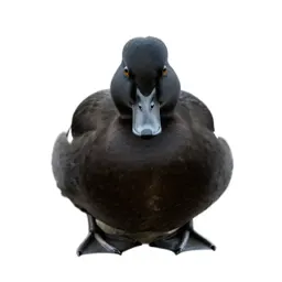 Black duck