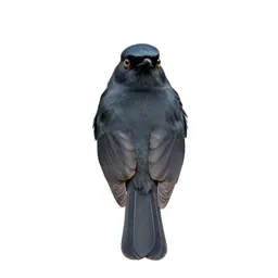 Black-fronted bush shrike