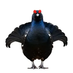 Black grouse