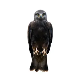 Black kite