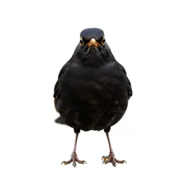 Blackbird