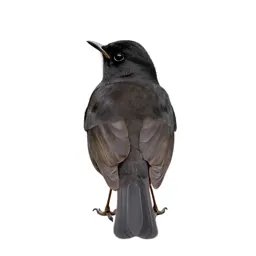 Blackcap