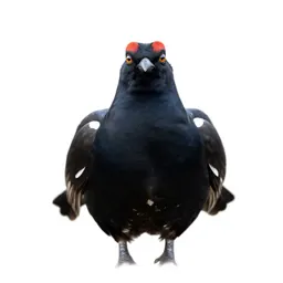 Blackcock