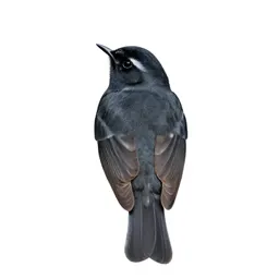 Blackpoll