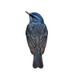 Blue-headed vireo